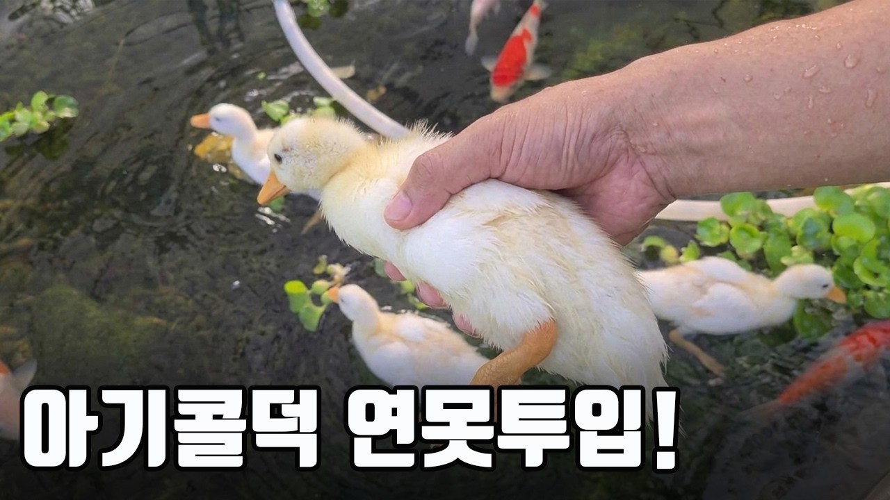 드디어 연못에 아기콜덕들이 들어갑니다!! 황홀하게 예쁘네요 ㅠㅠ