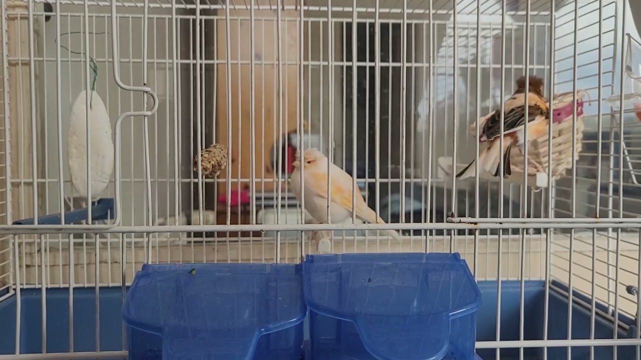 Happy Canary birds