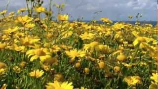 Corn Marigold's at West Pentire