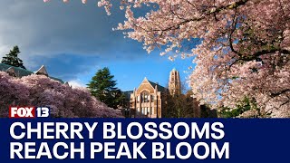 Cherry blossoms reach peak bloom at University of Washington | FOX 13 Seattle