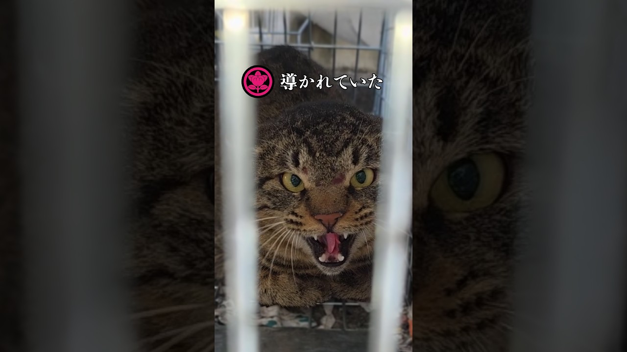 荒れ地のねこ The DNA residing in the stray cat Ume ③ - YouTube