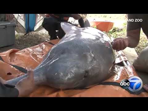 shedd-aquarium-helps-rescue-15-bolivian-dolphins