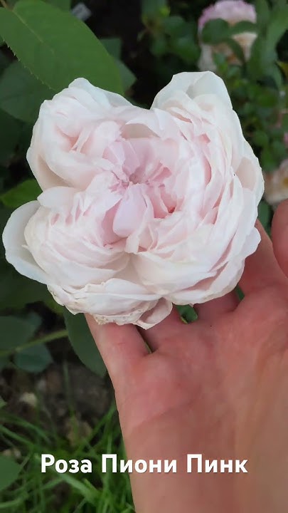 Роза Пиони Пинк / rose peony pink - YouTube