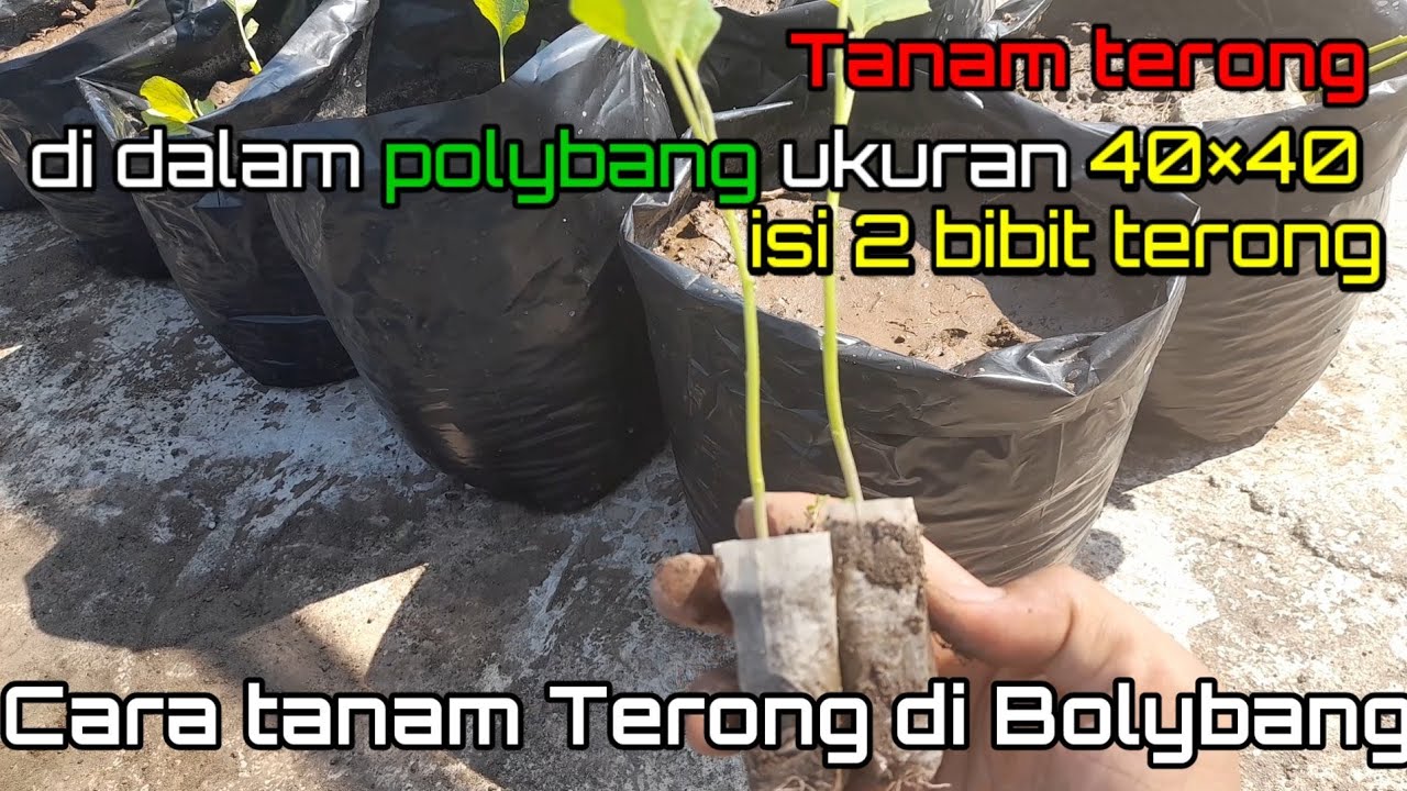 Tanam terong di dalam polybang ukuran 40×40 isi 2 bibit terong - YouTube
