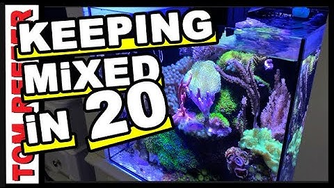 HOW TO KEEP A SUCCESSFUL NANO REEF WITH HIGH PHOSPHATES!
