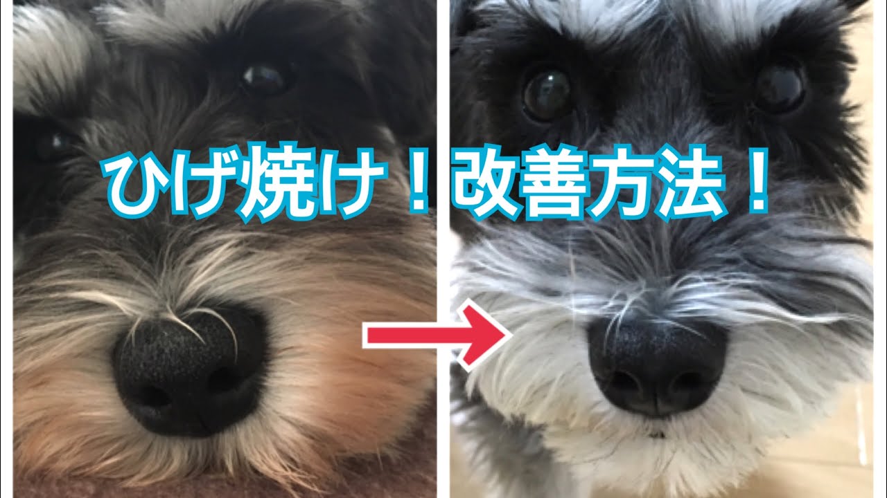 シュナウザーのひげ焼けが治った その方法とは Youtube