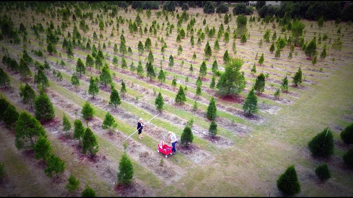 Ergle Christmas Tree Farm on Florida's Adventure C...