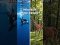 Deer or orca who kills more people 