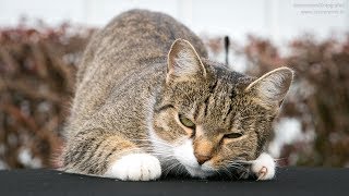 НЕ ДЕТСКИЕ ПРИКОЛЫ Смешные собаки Приколы с котами - Прикольно до слез (2019) МатроскинТВ НЕ ДЕТСКИЕ ПРИКОЛЫ Смешные собаки Приколы с котами - Прикольно до слез (2019) МатроскинТВ