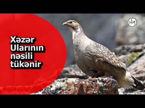 Video: Hamiləliyin 12-ci həftəsində baş verənlər. 12 həftəlik hamiləlik: dölün ölçüsü, körpə cinsi, ultrasəs şəkli