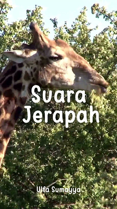Suara Jerapah #shorts #jerapah #suarajerapah #giraffe #giraffesound #suarabinatang #suarahewan