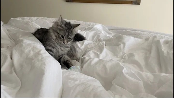 Watch the video about Siberian forest kittens playing with scrunchie