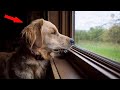 The dog was constantly looking out the window. The owner was surprised when she found out the reason