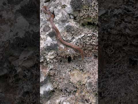 Змеи в Черногории бывают разные - красивые и иногда опасные 🐍