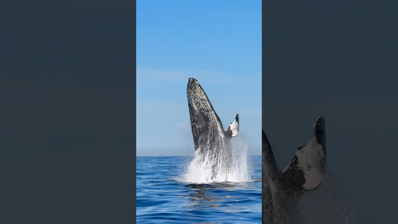 Three Reasons to Fall in Love with the Ocean 🌊🙌