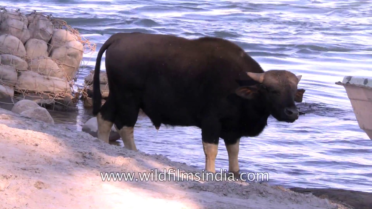 Mithun is a semi-wild bovine of north-east India's Arunachal : bred to be  eaten - YouTube