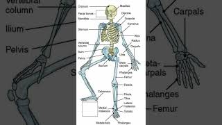 Anatomi tulang #anatomy #orthopedics #body #belajar #ilmu #biology Anatomi tulang #anatomy #orthopedics #body #belajar #ilmu #biology