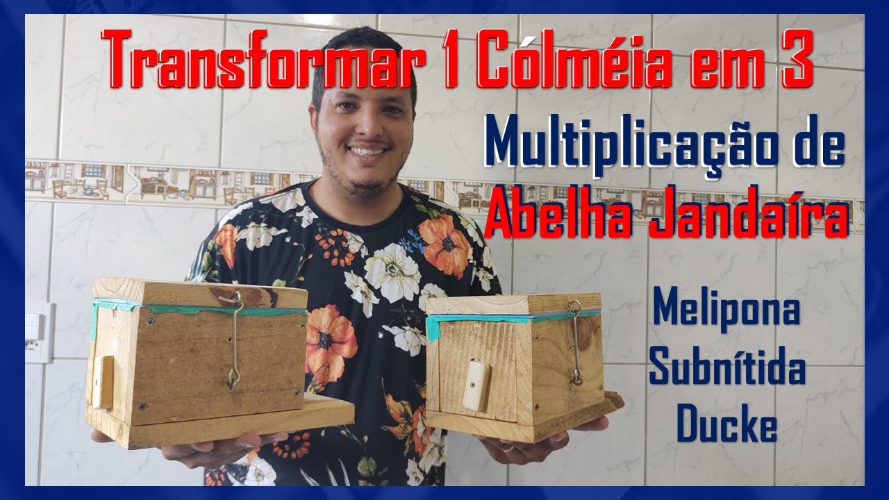 Multiplicação de 1 Abelha Jandaíra em 3 | MELIPONÁRIO IRAÊ