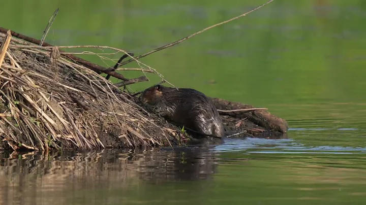 North American hard working Beaver adds stuff onto its northern USA lodge as a Great Egret flies in