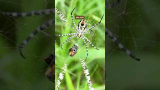 7 spotted orb weavers (spider) facts you thought you knew #animals #nature #wildlife