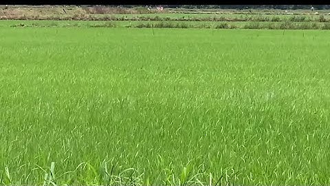 Câu cá rô đồng về chiên giòn|Đổ Ngọc Hồ