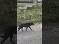 Zuluk side #doglover #love #animals #pet #care #PuppyJoy #funnydog #funnyvideos