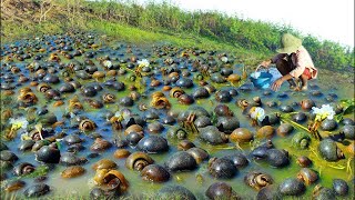 lots of snails at lake field.