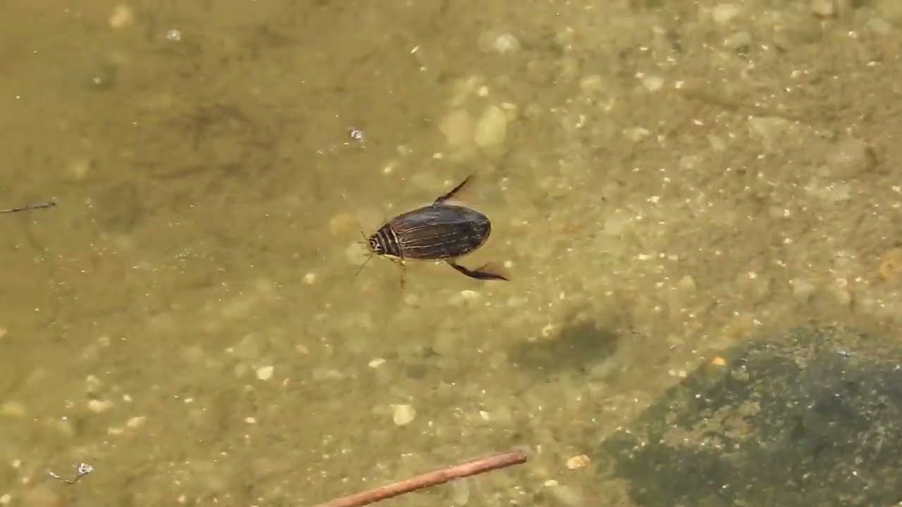 Lesser Diving Beetle, Acilius sulcatus, Bovey Heathfield DWT NR, 26 7 22