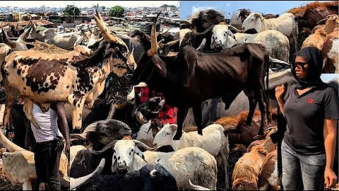 Where Lagos Gets the Cheapest Cows, Rams & Goats | Alaba Rago Livestock Market