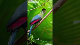 Turaco Bird: Its Color Can Dissolve in Water?! Unique Facts from Africa! 🦜#animalfacts #fyp #viral