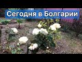 Болгарская погода!! Наш четвероногий!!