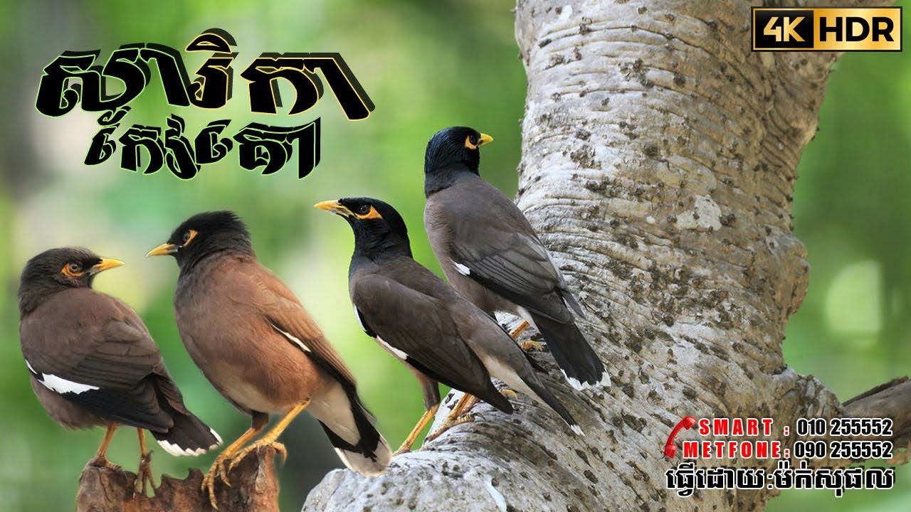 រីកឬសារិកាកែវគោ (Common Myna)