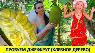 ПРОБУЕМ ДЖЕКФРУТ (ХЛЕБНОЕ ДЕРЕВО) & ОТДЫХ В АМБАССАДОРЕ. Паттайя 2016 (14 часть, 9 день)(Пробуем Джекфрут (хлебное дерево), отдых в отеле Амбассадор https://youtu.be/TVNsTP6DYQ4 Подписывайся на канал! https://www.youtu..., 2016-03-15T10:56:03.000Z)