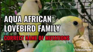 Blue series African Lovebirds correct Mutation name