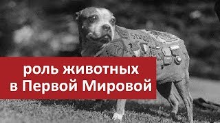 Роль животных в Первой Мировой Войне | Мудреныч | The Great War на русском