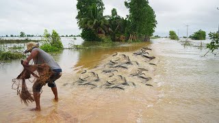 Top10 Videos Catching & Catfish on the Road Flooded - Amazing Fishing A lot Fish