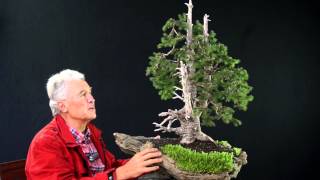 INTERNATIONAL BONSAI ACADEMY with Walter Pall 2013 - Case Study 6/ Picea abies yamadori
