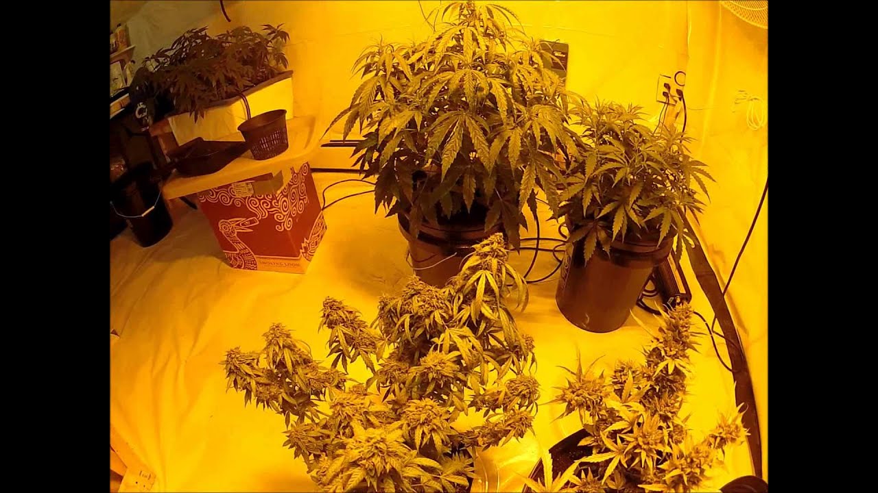 Medical Marijuana Grow Room Tour Clone Dutch Passion Amnesia Jack Herer Think Different