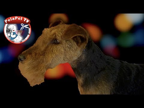 Vídeo: Raza De Gos Welsh Terrier Hipoal·lergènic, De Salut I De Vida