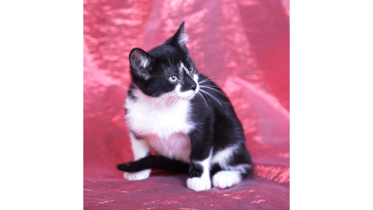 4 Kittens for Adoption @ Yakima Humane Society