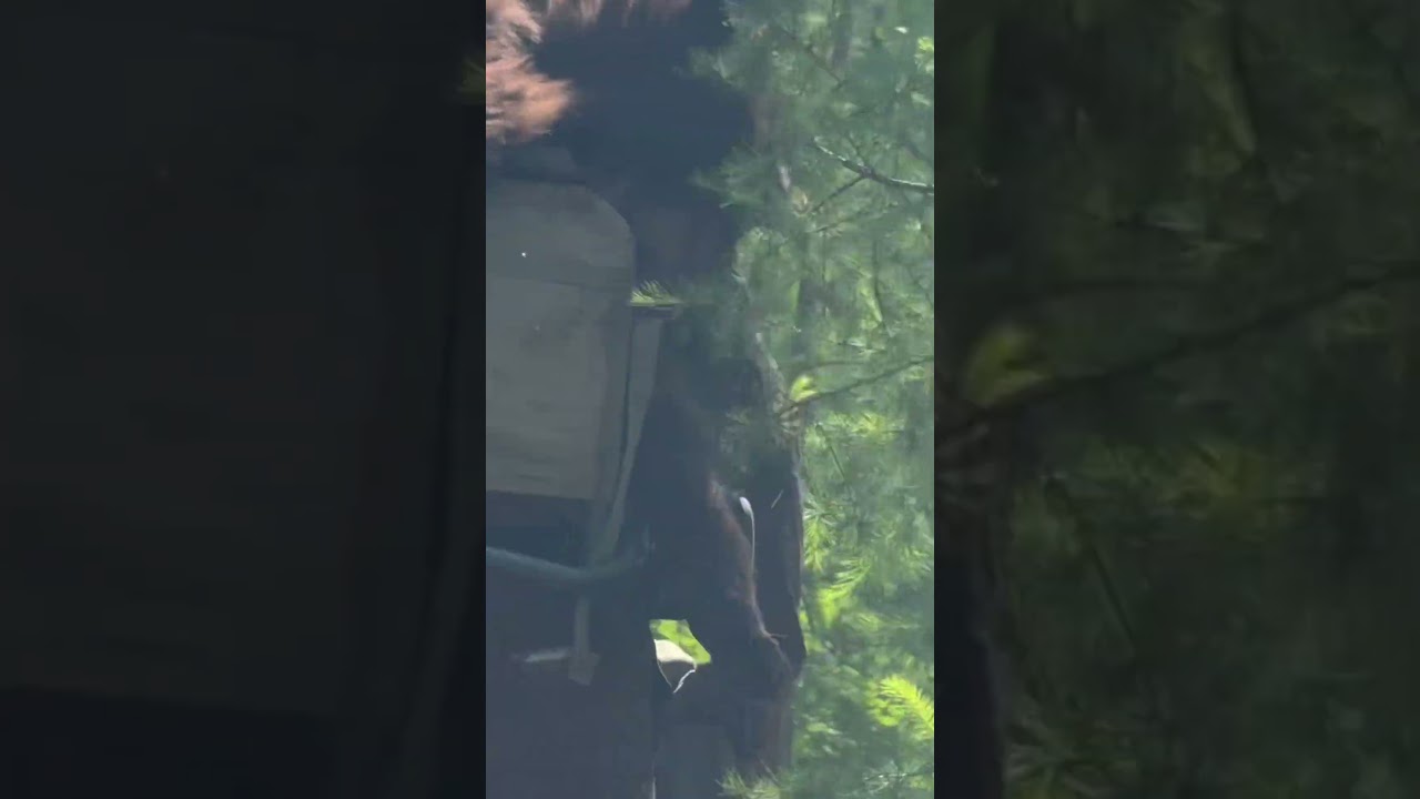 Bear back out #pnw #wildlife #exploreidaho #americanbear #subscribe #blackbear #content #shorts