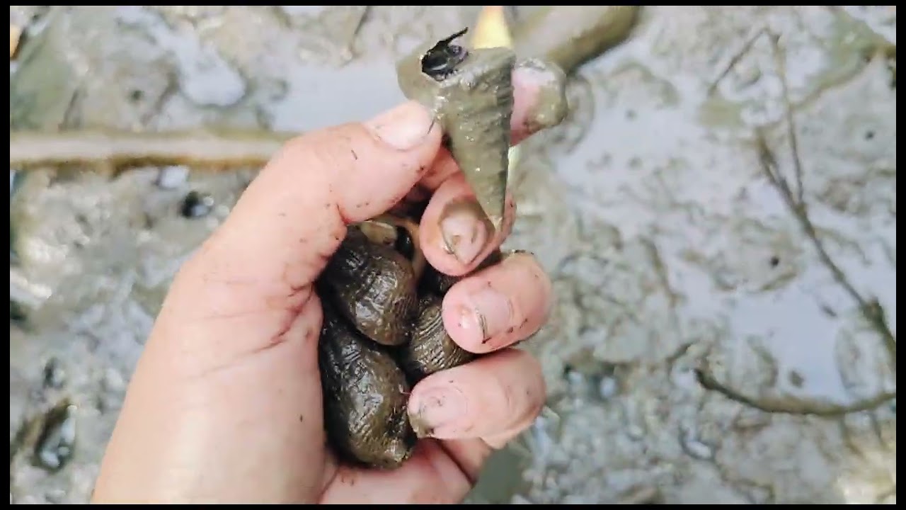 MARAMING KAMING  NAKUHANG NI TARAN NA SIHI  AT BANGUNGON 