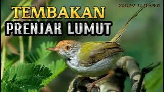 PRENJAK LUMUT NEMBAK RAPAT COCOK BUAT MASTERAN