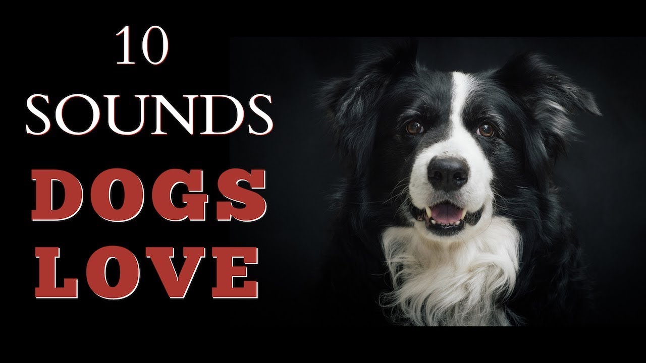 dog music sounds for dogs