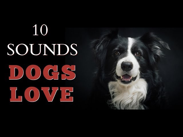 10 Sounds Dogs Love To Hear The Most class=