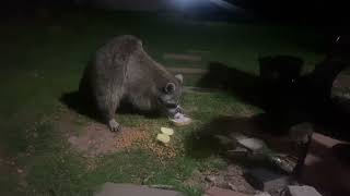 Feeding Friendly wild Raccoon