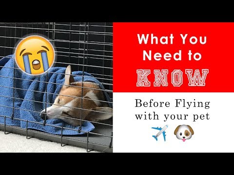 Video: Delta Airlines Bans Pit Bull Service & Support Hunde Fra Alle Fly