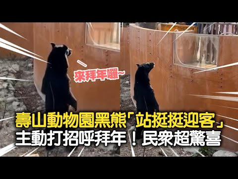 台灣黑熊「站挺挺迎客」主動打招呼拜年！初三走春民眾超驚喜｜壽山動物園｜波比｜精選影片