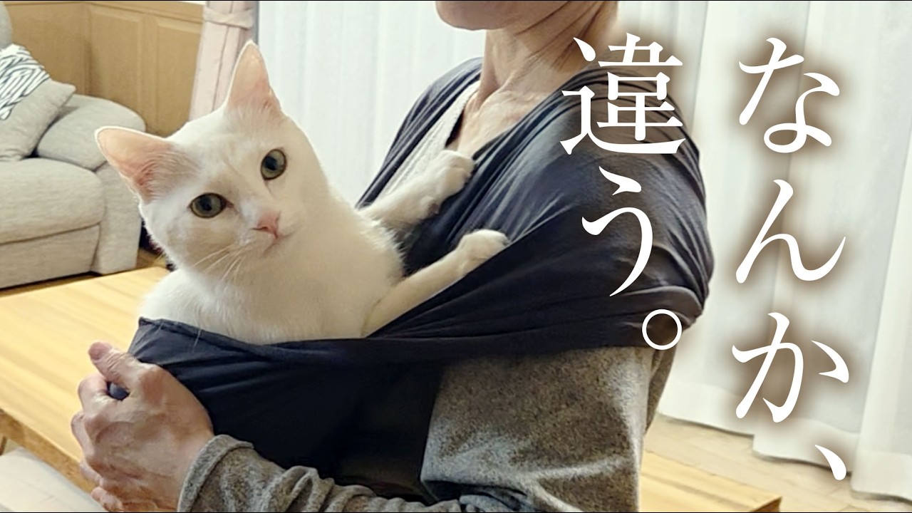 【大失敗】抱っこ大好きな白猫に「猫用スリング」を試したら・・・😭💦最後は赤子のように妻の布団で眠りました🐈💤