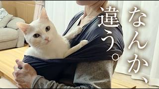 【大失敗】抱っこ大好きな白猫に「猫用スリング」を試したら・・・😭💦最後は赤子のように妻の布団で眠りました🐈💤のサムネイル